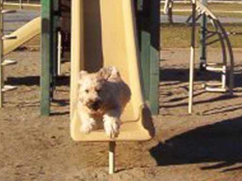 dog going down a slide