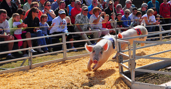 pigs racing around a track with a crowd watching