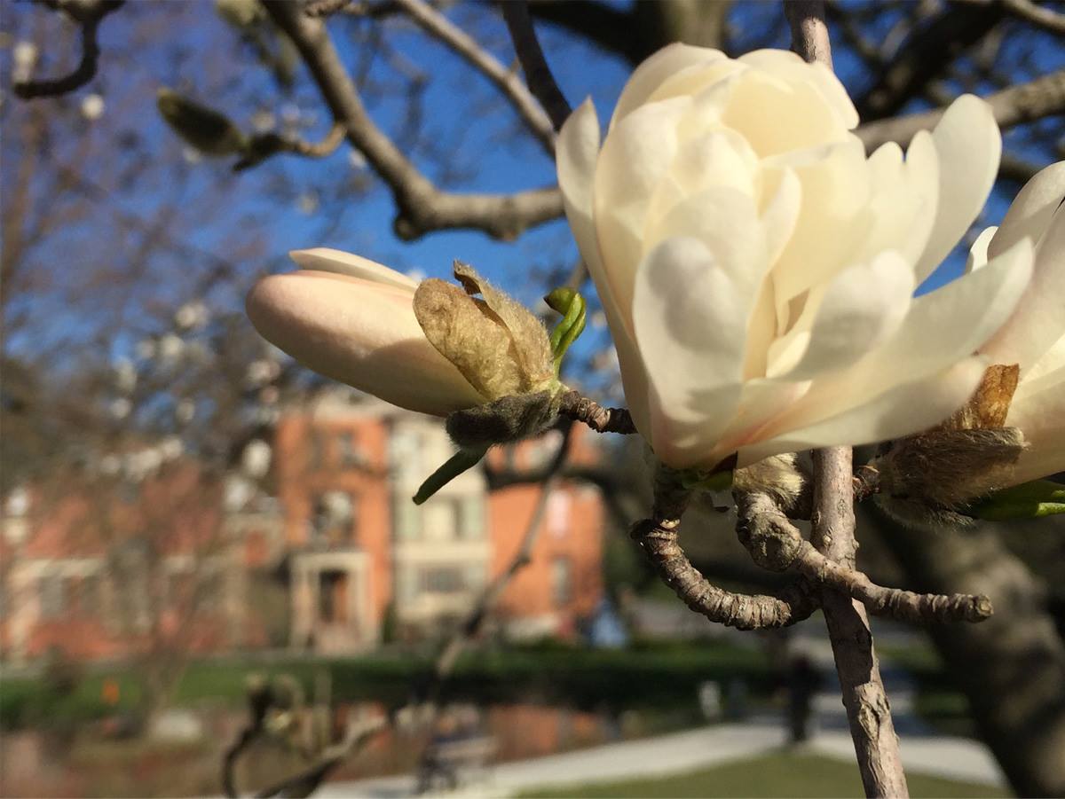 flowering tree in front of Canfield Casino