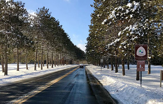 avenue of the pines in winter