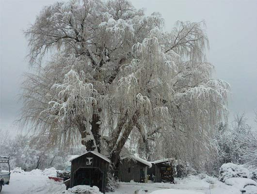 saratoga winter