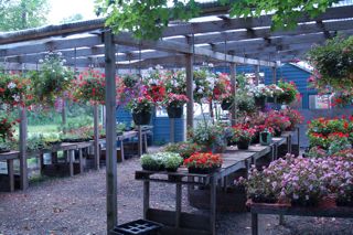 greenhouse hanging baskets.jpg