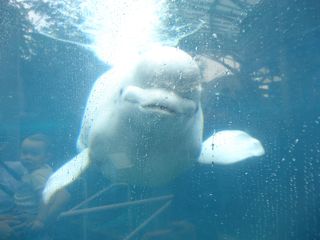 friendly beluga whale.jpg